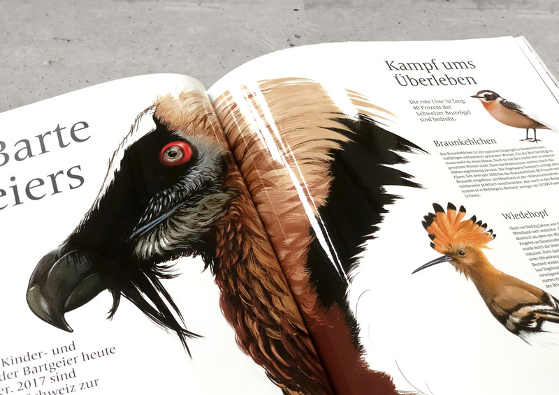 Vogelillustrationen im Viacom Magazin von Claudine Etter